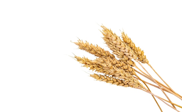 Spikelets of wheat isolate on white background Selection focus