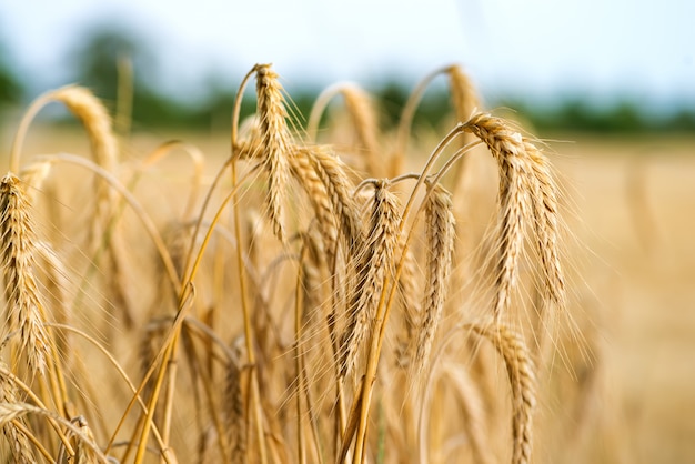 Spikelets of wheat in the sunlight. Wheat field