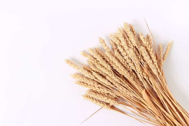 Spikelets of wheat on a white background