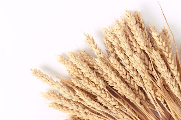 Spikelets of wheat on a white background