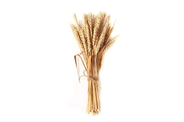 Spikelets of wheat on a white background