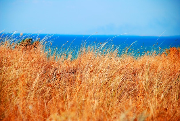 Spikes on the background of the sea