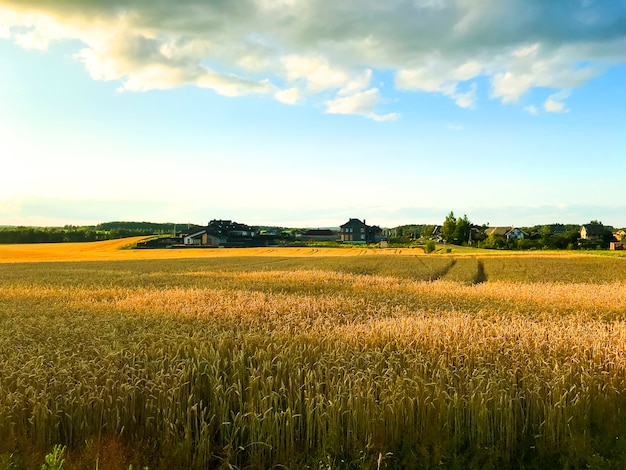 Spikes of rye on field in evening, sun.