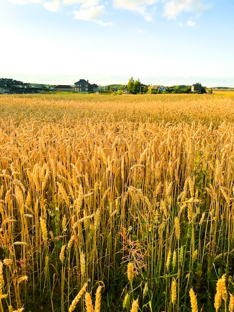 Spikes of rye on field in evening, sun.