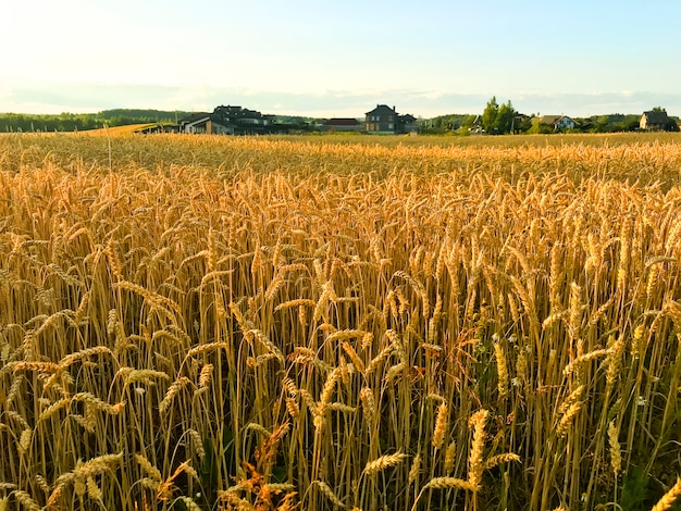 Spikes of rye on field in evening, sun.