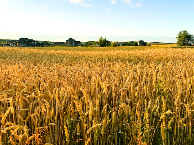 Spikes of rye on field in evening, sun.