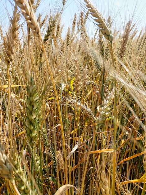 Spiking golden ears of wheat closeup on the background of a golden field