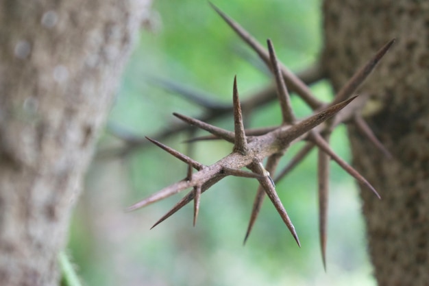 Spiky thorn of thorny tree