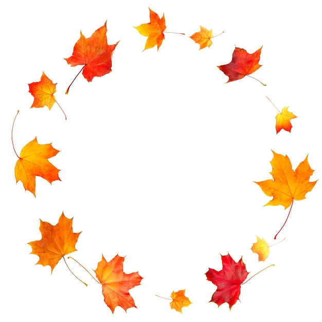 Spin circle of natural autumn orange leaves Isolated on white background for web banner with copy space for Your text