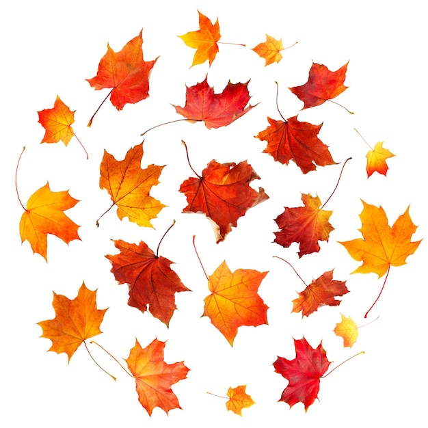 Spin circle of natural  autumn orange  leaves  Isolated on white