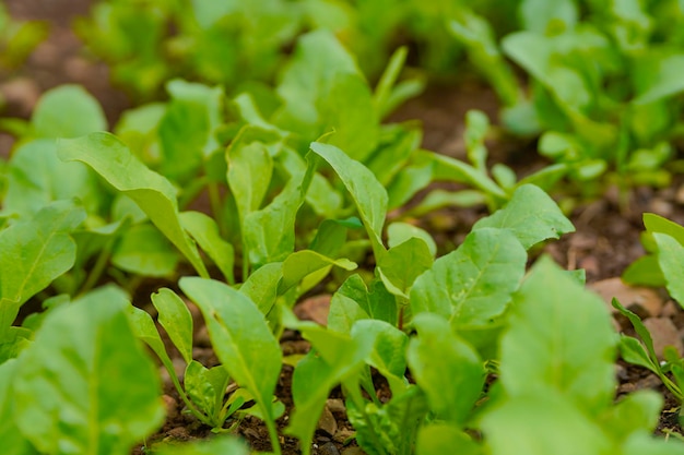 Spinach leaf at agriculture field.