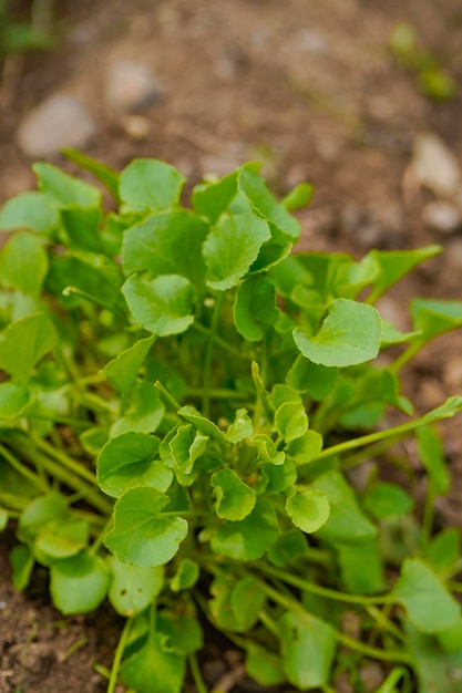 Spinach leaf at agriculture field.