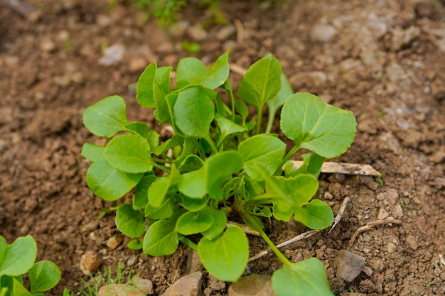 Spinach leaf at agriculture field.