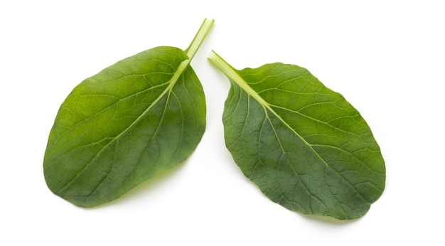 Spinach leaves close up isolated on white