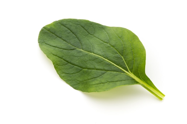 Spinach leaves close up isolated on white