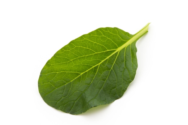 Spinach leaves close up isolated on white