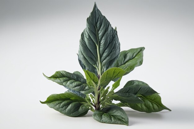 Spinach leaves on a white background created with generative AI