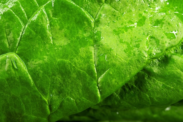 Spinach macro photo, yakraya macro photo spinach salad