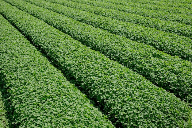 spinach plant in the garden