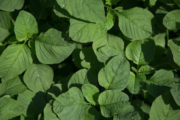 spinach plant in the garden