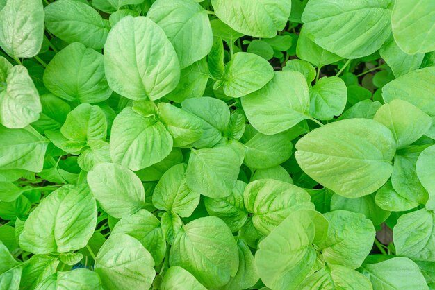 Spinach vegetable fresh organic on top view background