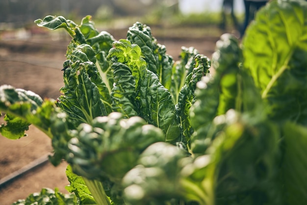 Spinach vegetable and green agriculture and sustainability with harvest and agro business Closeup farming and fresh product or produce with food nutrition and wellness eco friendly and nature