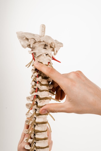 Photo spinal column or backbone model with bones muscles tendons and other tissues on white background spinal column encloses the spinal cord and fluid surrounding spinal cord