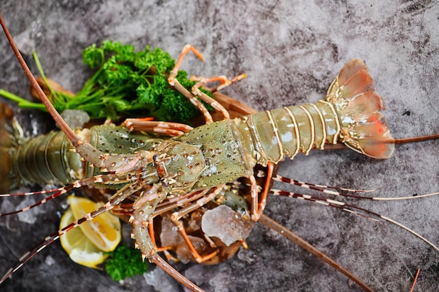 Spiny lobster seafood on ice fresh lobster or rock lobster with herb and spices lemon coriander parsley on background raw spiny lobster for cooking food or seafood market