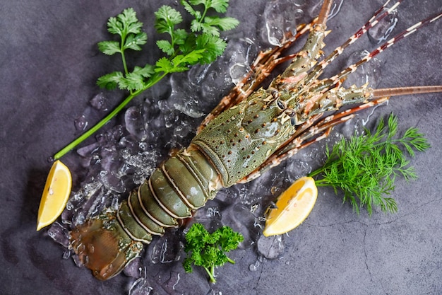 Spiny lobster seafood on ice fresh lobster or rock lobster with herb and spices lemon parsley on dark background raw spiny lobster for cooking food or seafood market