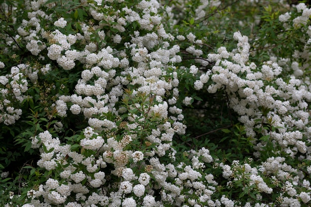 Spiraea chamaedryfolia or germander meadowsweet or elmleaved spirea white flowers with green background selective focus close up