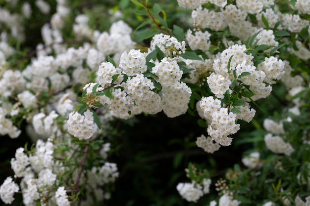 Spiraea chamaedryfolia or germander meadowsweet or elmleaved spirea white flowers with green background