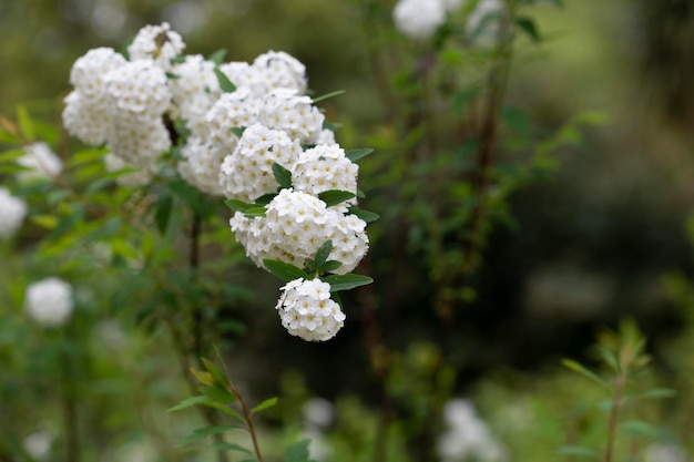 Spiraea chamaedryfolia or germander meadowsweet or elmleaved spirea white flowers with green background