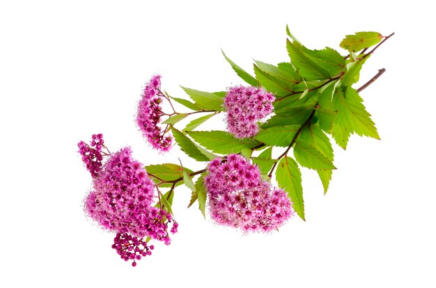 Spiraea japonica with pink inflorescences