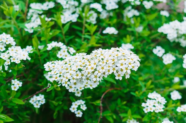 Spiraea Nipponian Snowmound in a flowerbed closeup