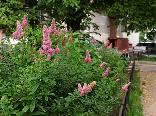 Spirea paniculata bushes flowering shrubs