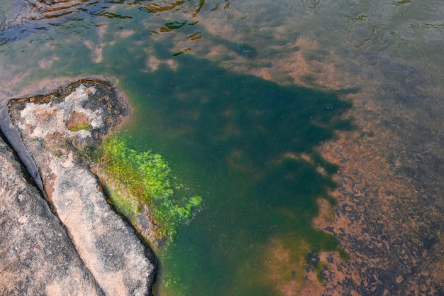 Spirogyra freshwater algae seaweed freshwater in the river stream can live in clean water green aquatic weed common names include water silk mermaid's tresses and blanket weed