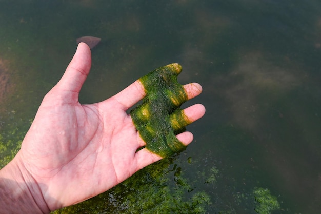 Spirogyra freshwater algae seaweed freshwater in the river stream can live in clean water green aquatic weed common names include water silk mermaid's tresses and blanket weed