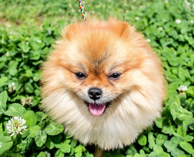 Spitz dog in green grass