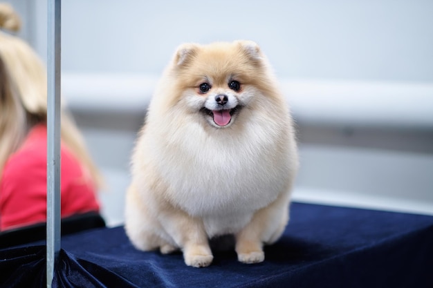 Spitz grooming Pomeranian white dog closeup after haircut