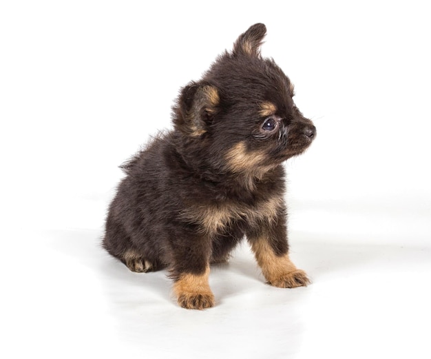 Spitz puppy in front of white background Pomeranian dog isolated on a white background