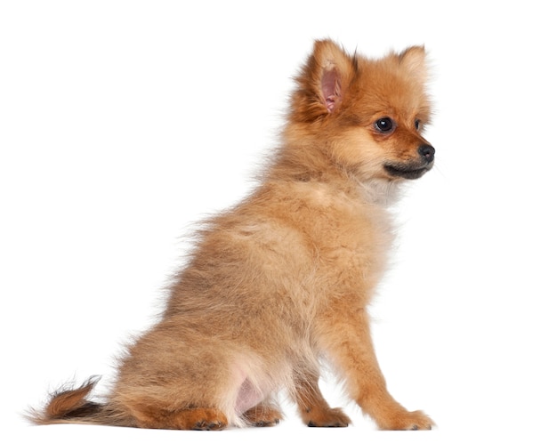 Spitz puppy, sitting against white background