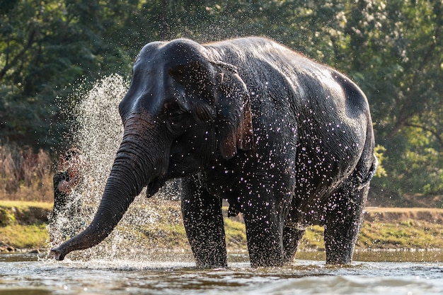 Photo splash water on elephant bath time.