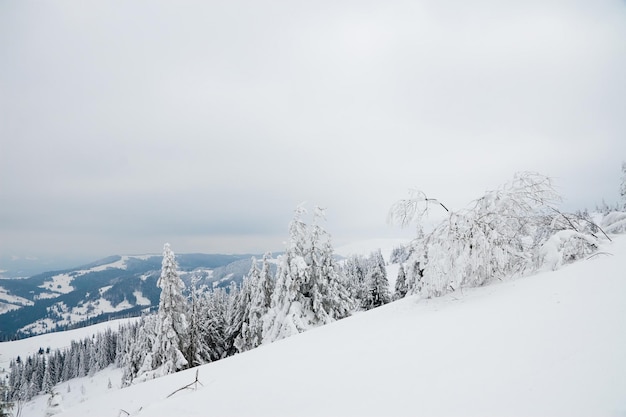 Splendid Alpine scenery in winter Fantastic frosty morning in forest snowcowered pine trees under warm sunlight Fantastic mountain highland Amazing winter background Wonderful Christmas Scene