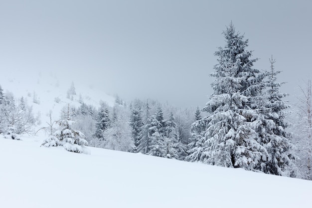 Splendid Alpine scenery in winter Fantastic frosty morning in forest snowcowered pine trees under warm sunlight Fantastic mountain highland Amazing winter background Wonderful Christmas Scene