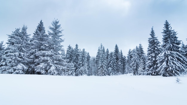 Splendid Alpine scenery in winter Fantastic frosty morning in forest snowcowered pine trees under warm sunlight Fantastic mountain highland Amazing winter background Wonderful Christmas Scene