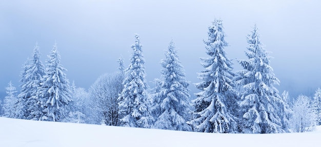 Splendid Alpine scenery in winter Fantastic frosty morning in forest snowcowered pine trees under warm sunlight Fantastic mountain highland Amazing winter background Wonderful Christmas Scene