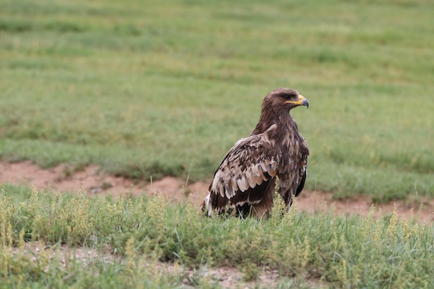 Photo the splendid eagle queen of the mongolian skies