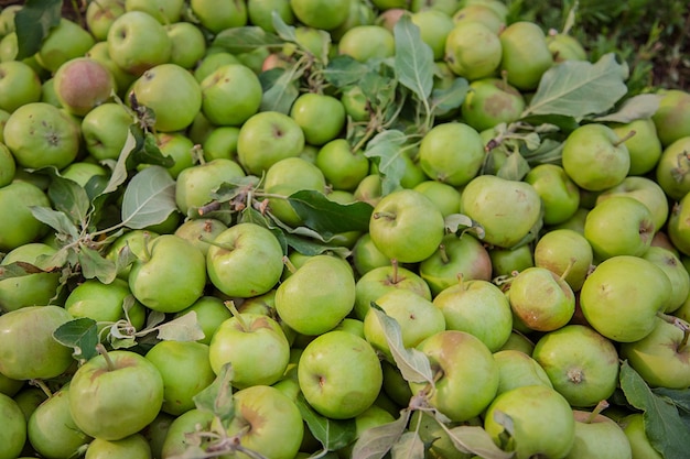 Spoiled green apples lie on the ground among the leaves in the garden Damage to crop pests