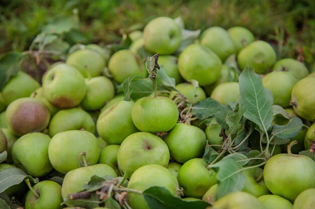 Spoiled green apples lie on the ground among the leaves in the garden Damage to crop pests