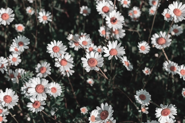 Spontaneous field daisies in the countryside illuminated by the sun